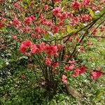 Chaenomeles speciosaFleur