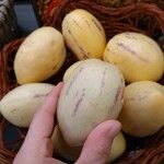 Solanum muricatum Fruto
