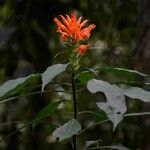 Aphelandra chamissoniana Habit