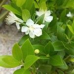 Myrtus communis 花