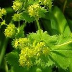 Alchemilla mollis Λουλούδι