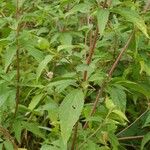 Eupatorium cannabinumList