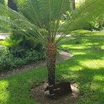 Cycas rumphii Leaf