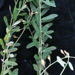 Crotalaria albida عادت