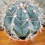 Melocactus azureus Φύλλο