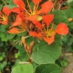 Bauhinia galpinii Fiore