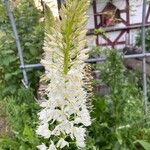 Eremurus himalaicus Blomst