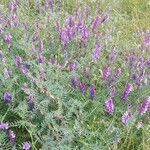 Vicia pannonica 整株植物