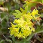 Alchemilla fissa Fleur