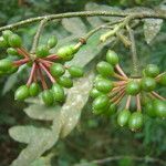 Guatteria australis Frukto