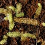 Utricularia intermedia Habitus