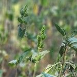Iva annua Flors