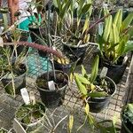 Bulbophyllum scaberulum 整株植物