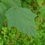 Alangium platanifolium Hoja