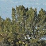 Pinus attenuata Агульны выгляд