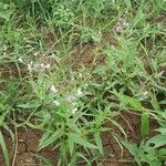 Cleome monophylla Hàbitat