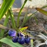 Dianella caerulea Fruto