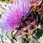 Cynara cardunculus ফুল