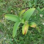 Veratrum album Habitatea