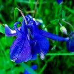 Aquilegia alpinaFloare