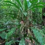 Clavija lancifolia Hoja