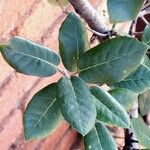 Quercus rotundifolia Leaf