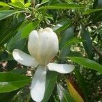 Magnolia virginiana Fleur