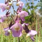 Eulophia cucullata Flor