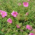 Cistus x crispatusLorea