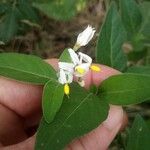 Solanum chenopodioides花