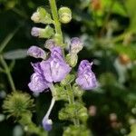 Scutellaria ovata Flower