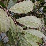 Dorstenia kameruniana Лист