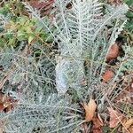 Achillea clypeolata Лист