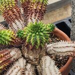 Euphorbia susannae Feuille