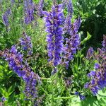 Salvia pratensis Цвят