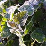 Urtica morifolia Leaf