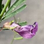 Vicia peregrina Цветок