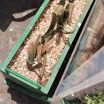 Gasteria obliqua Hoja