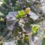 Lantana achyranthifolia Fruct