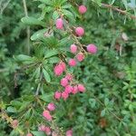 Berberis aggregata Fruit