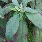 Hydrangea aspera Leaf