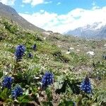 Veronica nummularia 花