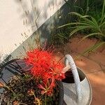 Lycoris radiata Flower