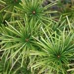 Sciadopitys verticillata Likasa