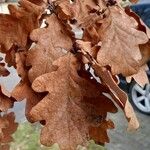 Quercus robur Leht