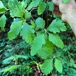 Holodiscus discolor Leaf