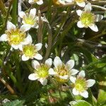 Saxifraga exarata 花