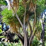 Yucca gigantea عادت داشتن