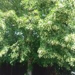 Tilia platyphyllos 整株植物