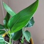 Strelitzia nicolai Hoja